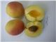 درخت زردآلو جمالی، سال 1402 treeApricot