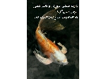 عرضه انواع ماهی کوی صادراتی در ایران
