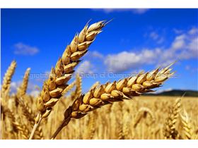 Russian wheat class 3