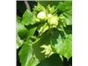 درخت فندق tree Hazelnut،درخت فندق،نهال فندق درسال 1402