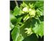 درخت فندق tree Hazelnut،درخت فندق،نهال فندق درسال 1402