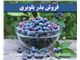 بذر بلوبری(آمریکایی)