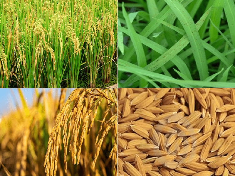 تولید,عرضه و تامین عمده انواع برنج, برنج هاشمی و برنج صدری,سبوس برنج- مجموعه بزرگ وستا