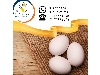 فروش و صادرات تخم مرغ خوراکی سفید سابین تجارت