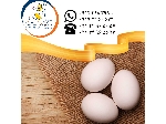 فروش و صادرات تخم مرغ خوراکی سفید سابین تجارت