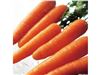 فروش و صادرات کنسانتره هویج