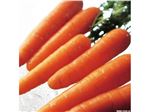 فروش و صادرات کنسانتره هویج