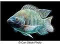 پرورش تیلاپیا انقلابی در تولید ماهی