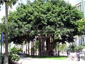 درخت انجیر معابد(انجیر بنگالی) درسال 1402