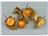 Physalis
