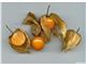Physalis