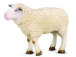 گوسفند سفید