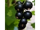 انگور فرنگی بلک کارنت؛نهالستان تک فیدان