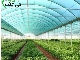 شید گلخانه،توری شید گلخانه،توری سایبان گلخانه ای،بهاربند گاوداری