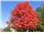 درخت افرا ژاپنی،افرا نقره ای،افرا ابلق،افرا سلطنتی،افرا برگ چناری سال1402