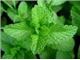 Supply of herbal extracts Meymand
