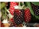 نهال بویسن بری Boysenberry