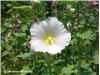 گل ختمی سفید درجه یک ارگانیک180000ریال