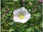 گل ختمی سفید درجه یک ارگانیک180000ریال