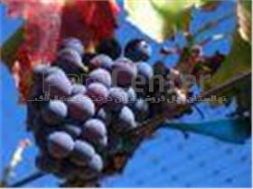 درخت انگور فرانسوی#سال 1402 Grape France