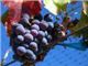 درخت انگور فرانسوی#سال 1402 Grape France