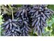 نهال انگور شمشیری - انگور انگشت جادوگر Grape Witch Finger