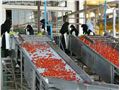 تولید رب گوجه فرنگی 