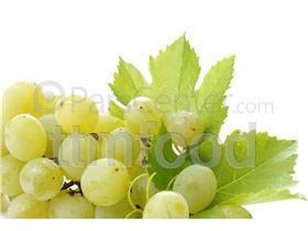 کنسانتره انگور سفید صادراتی