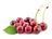 Export of sour cherry juice concentrate to Russia & Azerbaijan