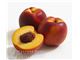 نهال شلیل کیوتا-Nectarine
