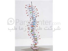 مولاژ (مانکن)  DNA -  RNA (سالم و بیمار)