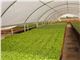 پلاستیک  گلخانه سه لایه 14متری با یووی 10درصد