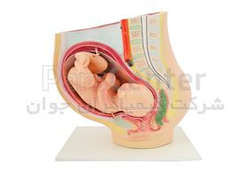 مولاژ جنین 9 ماهه در رحم (AS30591)