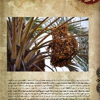 خرما رطب مضافتی تندیس
