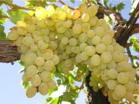 پیش فروش انواع نهال انگور در نهالستان آذربایجان