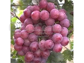 درخت انگور یاقوتی قرمز- سال 1402 Grape