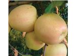 نهال میوه سیب زرد لبنان