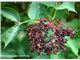درخت  آقطی سیاه،انگور کولی،Elderberry،گیاه انگور کولی درسال 1402