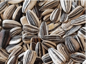 تخمه آفتابگردان دور سفید ویژه طوطی سانان، طبیعی، سالم و یکدست