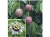 درخت پشن فروت، ،درخت پشن فروت،نهال پشن فروت،Passiflora edulis