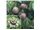 درخت پشن فروت، ،درخت پشن فروت،نهال پشن فروت،Passiflora edulis