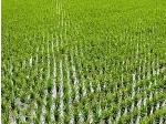 زمین کشاورزی ارزانتر از همه جا زیرقیمت