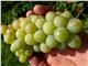 انگور سینگینو