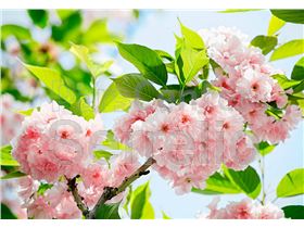پوستر شکوفه گیلاس
