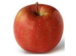 نهال میوه سیب  فوجی