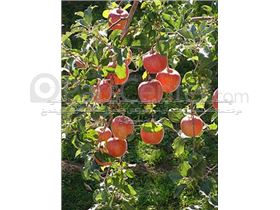 درخت سیب فوجی، درسال 1402 apple fuji