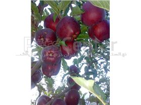 درخت سیب رد مریکال_نهال رد مریکال سال 1402