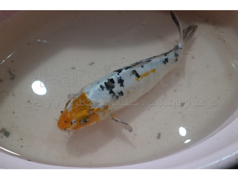 عرضه ویژه انواع ماهی کوی وارداتی در ایران