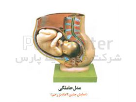 مولاژ حاملگی(جنین نه ماهه در رحم)