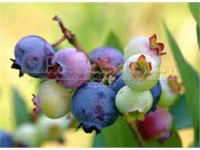 Blueberries درخت  ،زغال اخته آبی